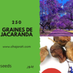 100- 250- 500  Graines de jacaranda - Jacaranda Seeds
