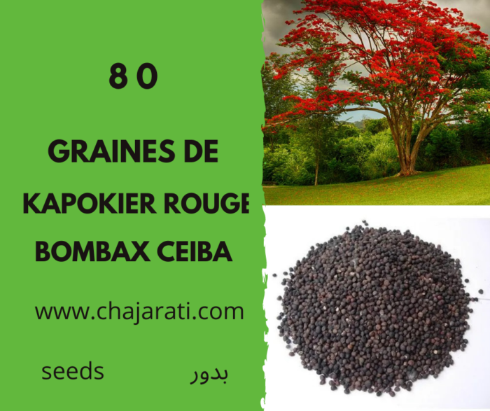 80 Graines Kapokier rouge -  Bombax ceiba