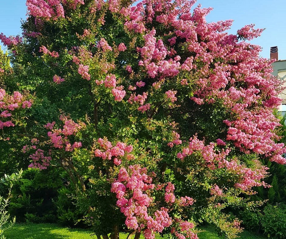 Graines de lilas des Indes – Lagerstroemia speciosa