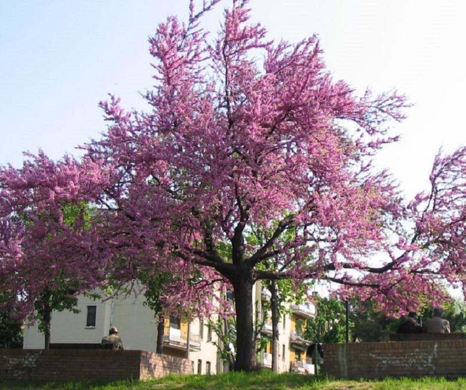 Arbre de Judée