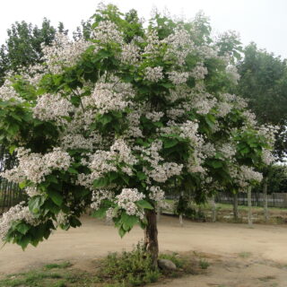 Catalpa-bignonioides1