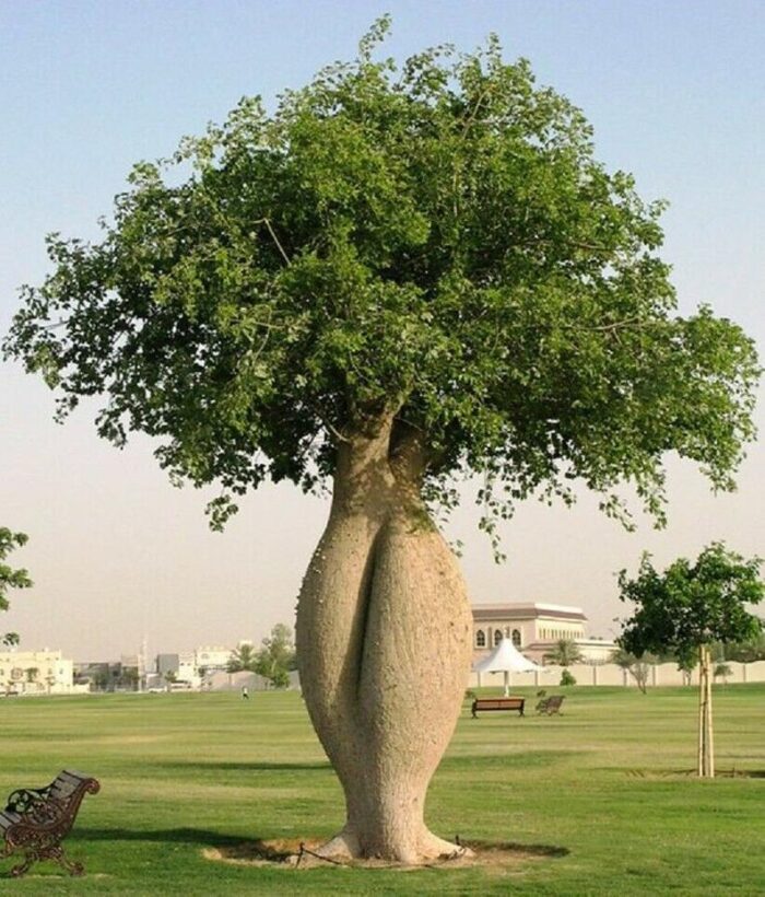 ⁦Arbre Bouteille (Ceiba speciosa)⁩ - الصورة ⁦2⁩