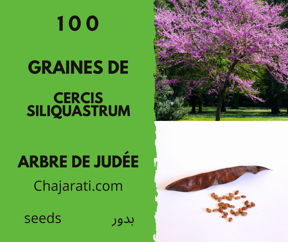 Cercis siliquastrum 100 graines