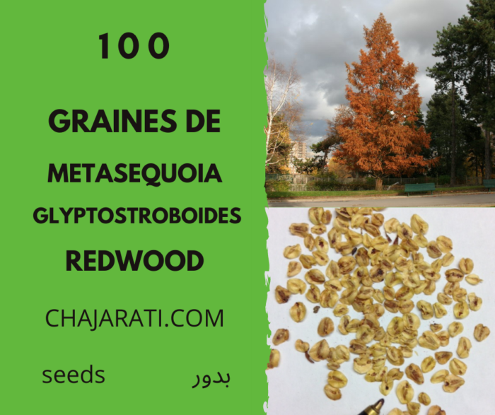 25 - 50 - 100 Graines de Metasequoia glyptostroboides - Redwood