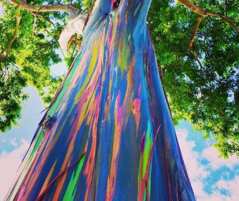 Eucalyptus Arc En Ciel – Eucalyptus deglupta – Rainbow