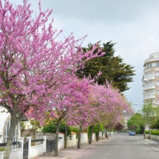 arbre-de-judc3a9e-la-baule