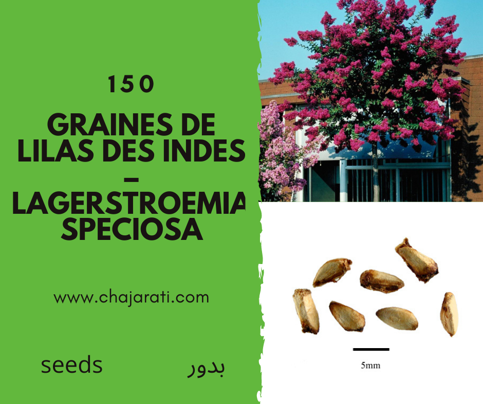 graines lilas des Indes – Lagerstroemia speciosa