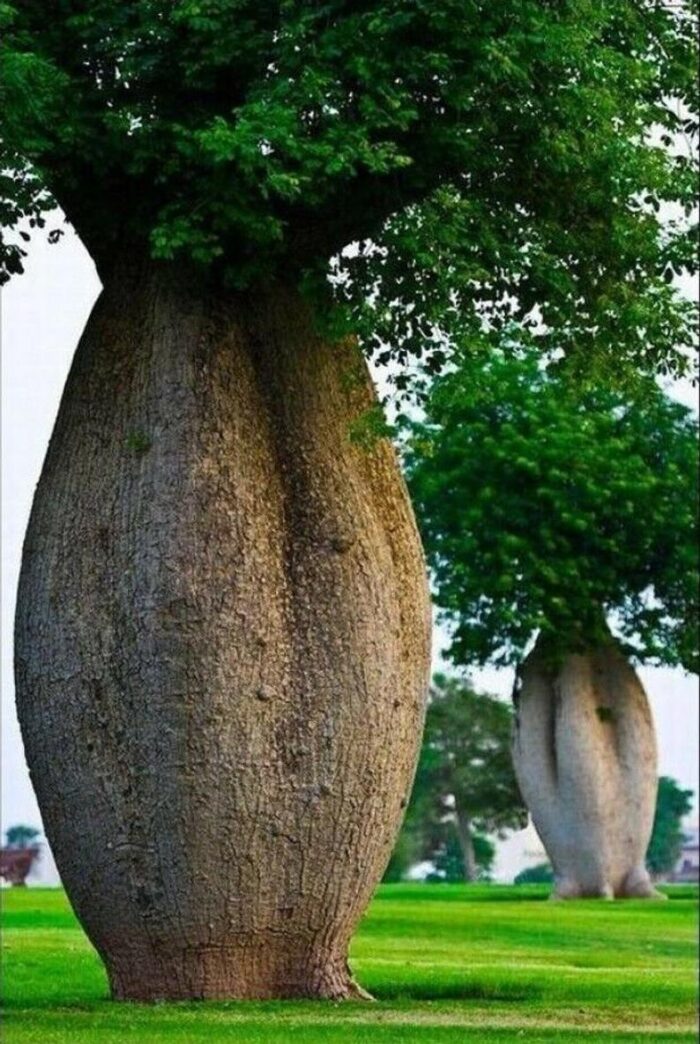 ⁦Arbre Bouteille (Ceiba speciosa)⁩ - الصورة ⁦3⁩