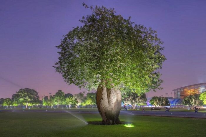 Arbre Bouteille (Ceiba speciosa)