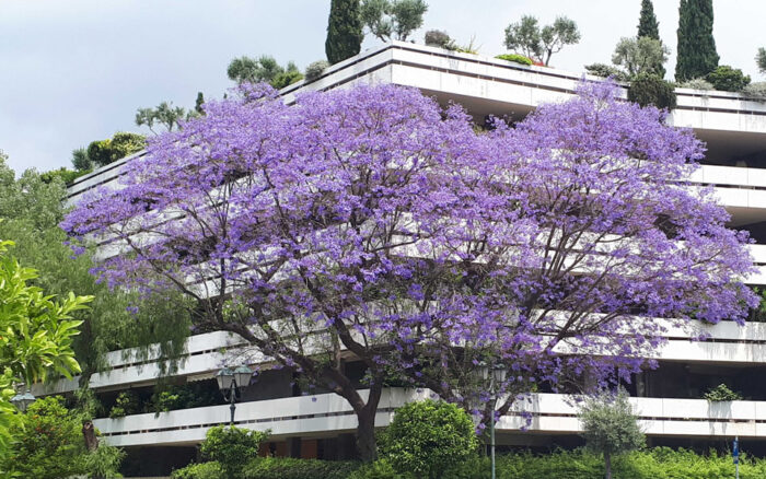 ⁦Arbre de Jacaranda⁩ - الصورة ⁦6⁩