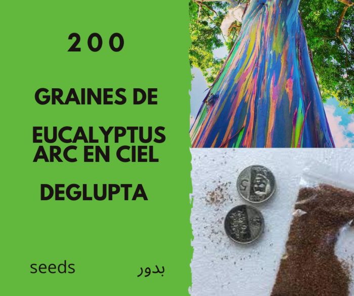 200 Graines Eucalyptus Arc En Ciel - 200 seeds Eucalyptus deglupta - Rainbow