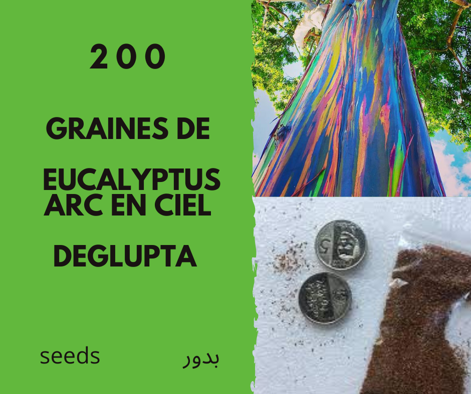 200 Graines Eucalyptus Arc En Ciel – 200 seeds Eucalyptus deglupta – Rainbow