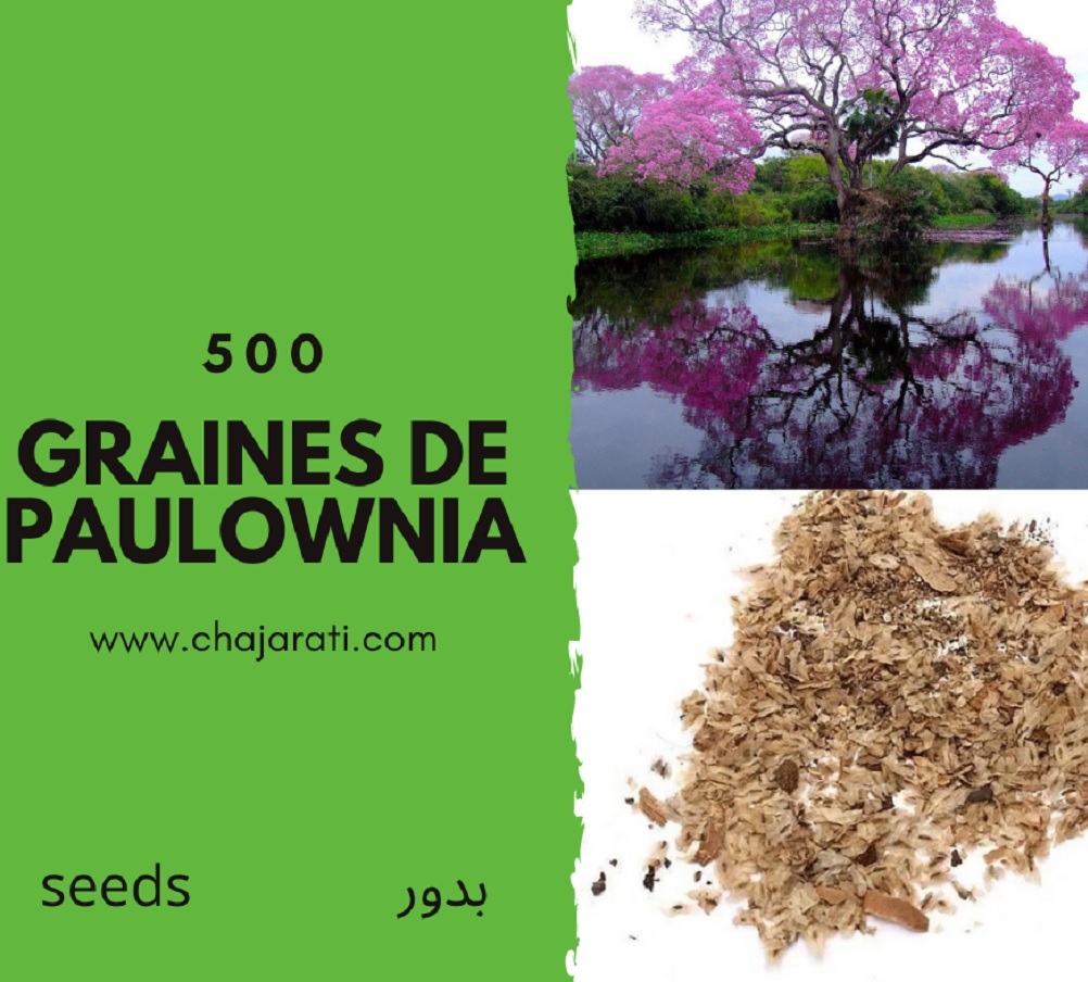 Graines de Paulownia -Paulownia seeds -بذور الباولونيا