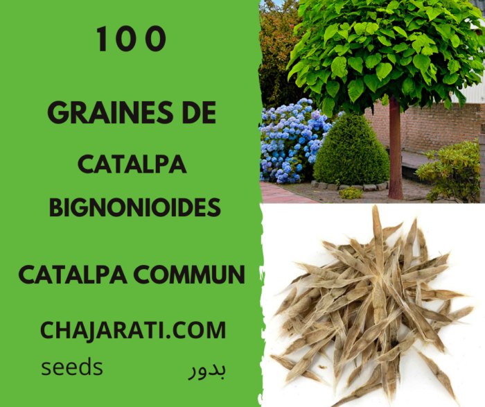 50 - 100 Graines de Catalpa bignonioides