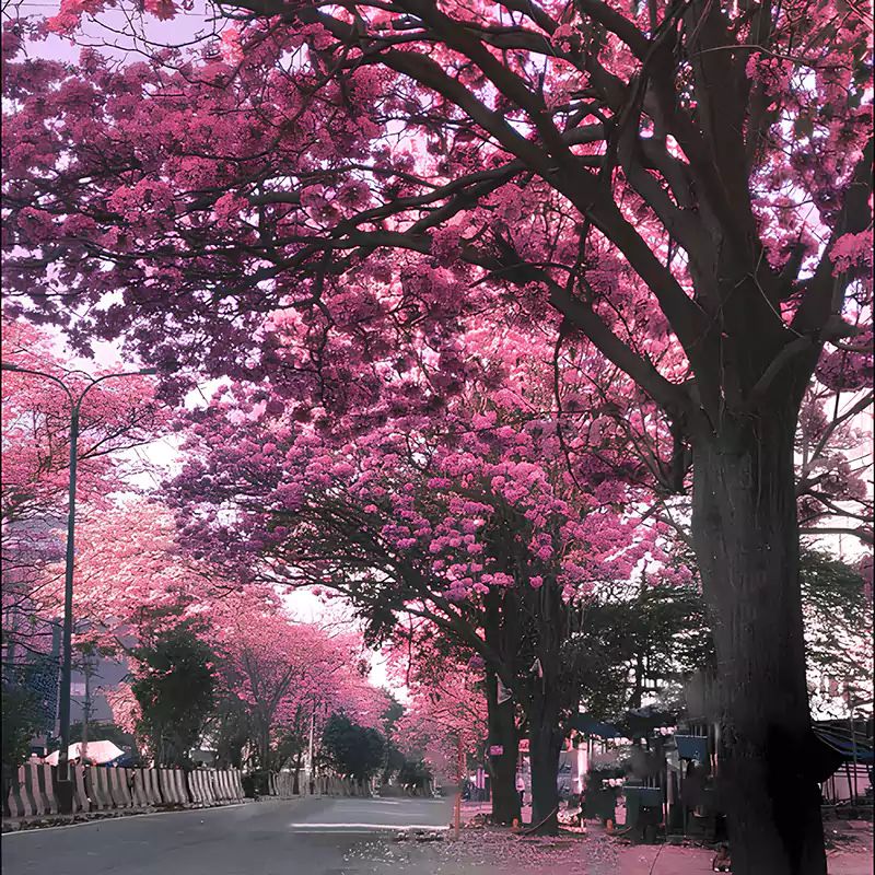 Tabebuia rosea ‘Pink’