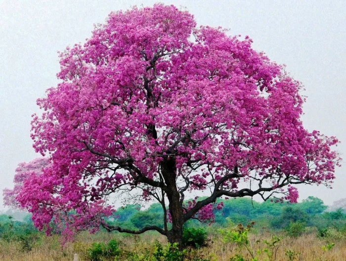 ⁦30 -50 - 100 Graines de Tabebuia rosea 'Pink'⁩ - الصورة ⁦4⁩