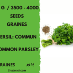 graines Persil: Commun