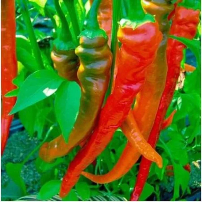+/- 160 Graines de piment cigarette - seeds Chili pepper: cigarette - الصورة 3
