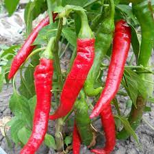 +/- 160 Graines de piment cigarette - seeds Chili pepper: cigarette - الصورة 4
