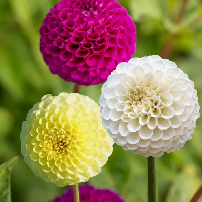 ⁦+/- 60  graines dahlia Pompon Mix - Dahlia seeds⁩ - الصورة ⁦3⁩