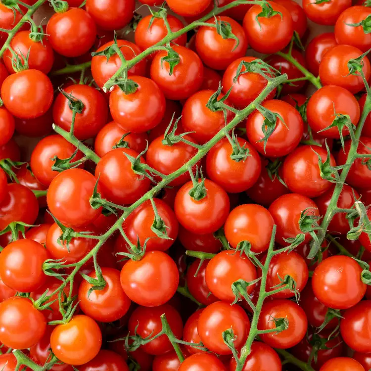 9401_TOMATE_CERISE_GRAPPE