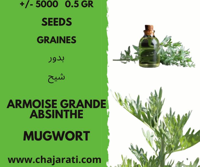 GRAINES ARMOISE GRANDE ABSINTHE - Mugwort seeds