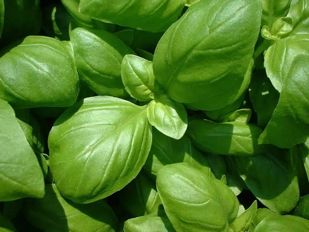 Basilic-Grand-Vert-culture-entretien