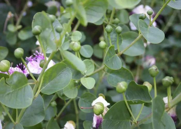 ⁦+/- 30 Graines de caprier  - Caper seeds⁩ - الصورة ⁦4⁩