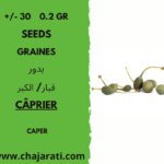 graines de caprier Algerie