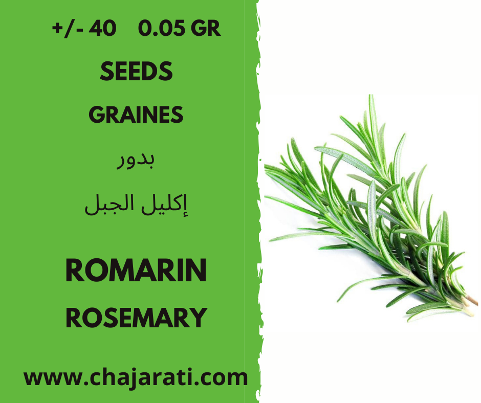 Graines romarin seeds resemary chajarati