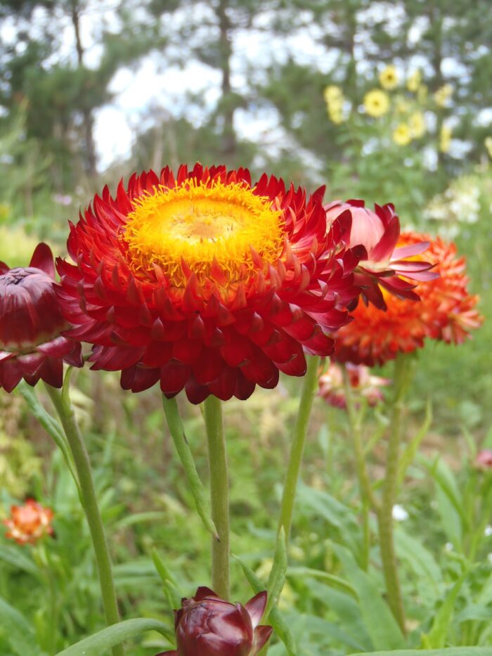 graines de fleur immortelle