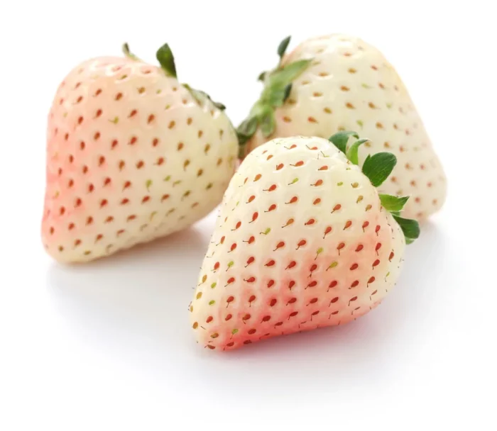 ⁦+/- 300 graines fraisier des bois ( Blanche) - White Soul, Strawberry⁩ - الصورة ⁦4⁩