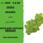 Graines d'origan Marjolaine sauvage