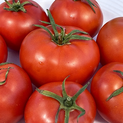 +/- 400 Graines tomate Heinz 1350 - seeds tomato Heinz 1350 - الصورة 5