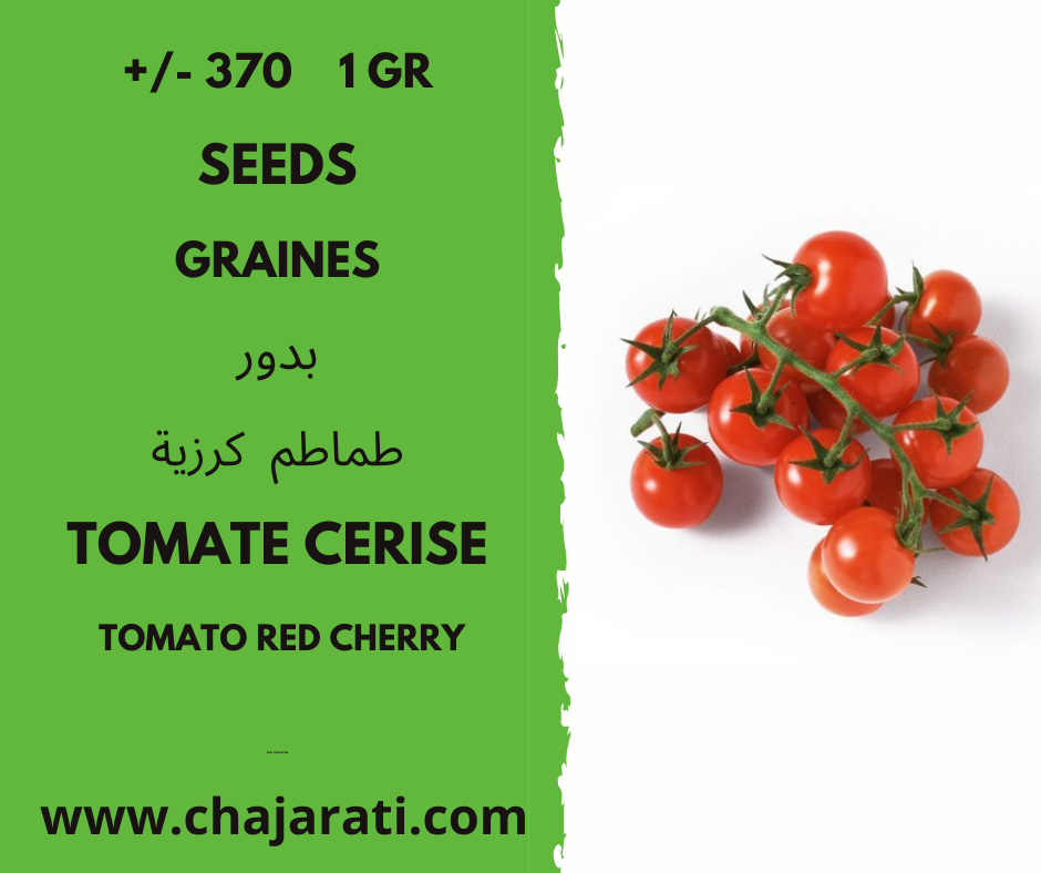Tomate cerise chajaratii
