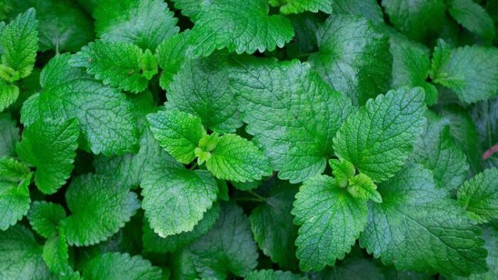 ⁦+/- 1500 graines de menthe verte graines. - spearmint seeds⁩ - الصورة ⁦2⁩
