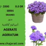 graines agerate -Ageratum seeds