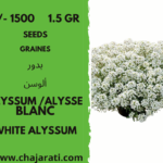 graines alysse blanc Algerie
