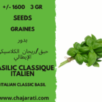 graines basilic classique italien - seeds Italian classic Italy