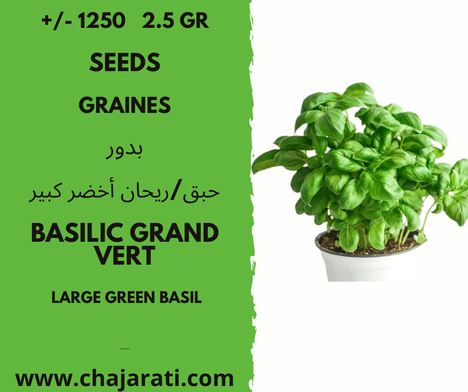 basilic grand vert chajarati