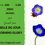 graines belle du jour - Morning glory seeds