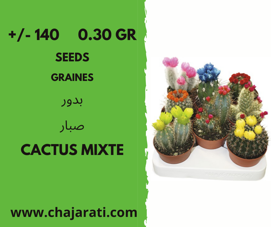 cactus mixte chajarati