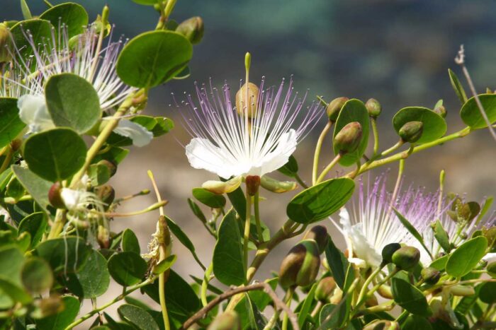 ⁦+/- 30 Graines de caprier  - Caper seeds⁩ - الصورة ⁦3⁩