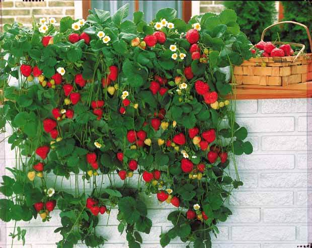 +/- 800 graines Fraisier Grimpant - Climbing Strawberry seeds - الصورة 4