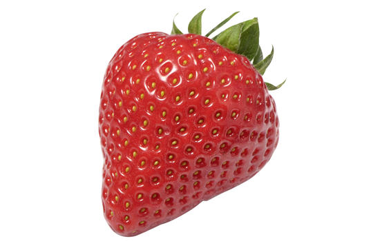 +/- 800 graines Fraisier Grimpant - Climbing Strawberry seeds - الصورة 6