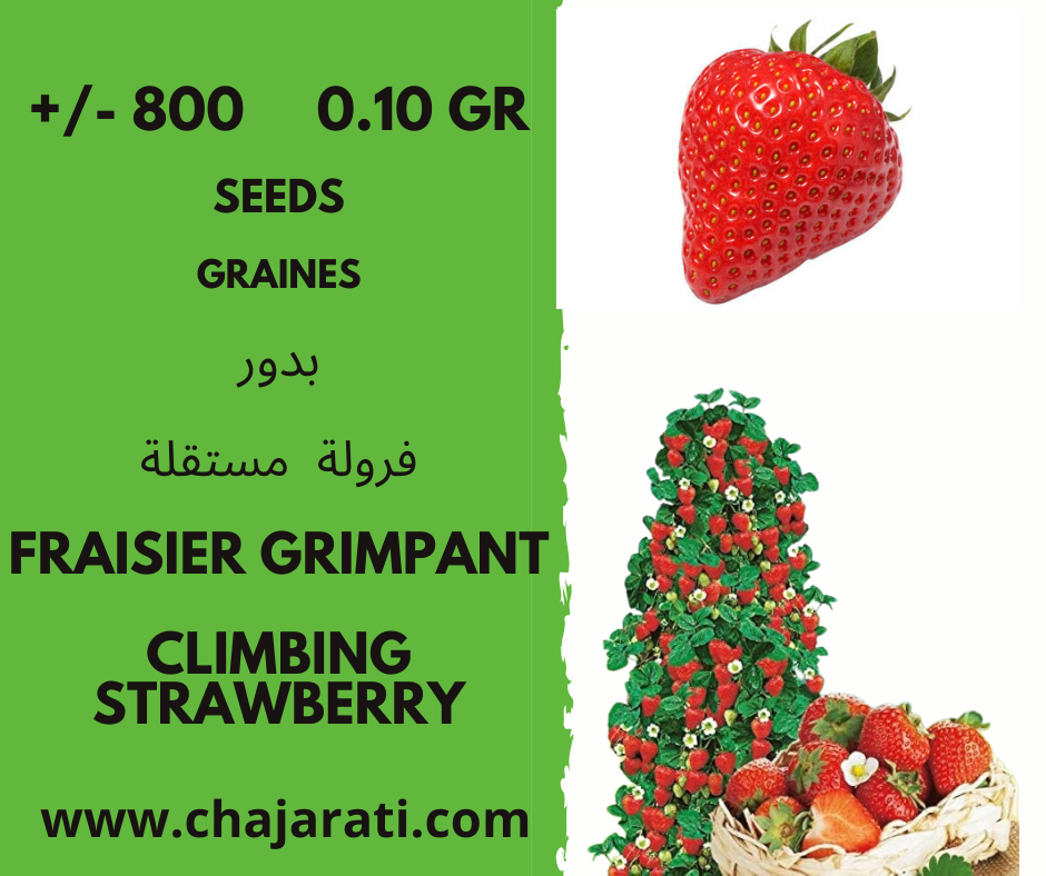 fraisier grimpant chajarati