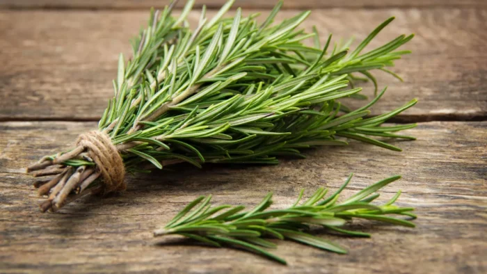 ⁦+/- 40  Graines de romarin - Rosemary seeds⁩ - الصورة ⁦4⁩