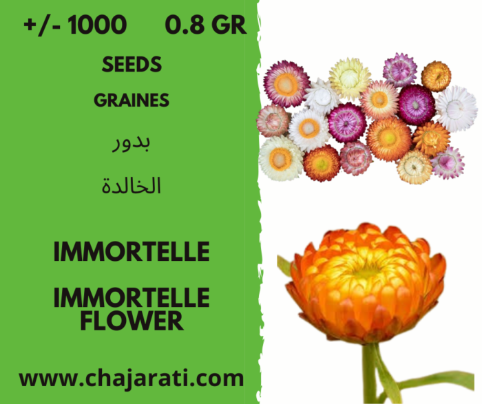 graines de fleur immortelle