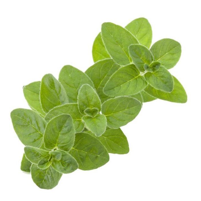⁦+/- 3500 Graines d'origan Marjolaine sauvage - wild marjoram⁩ - الصورة ⁦2⁩