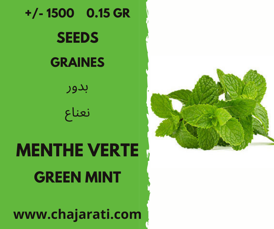 menthe verte chajarati
